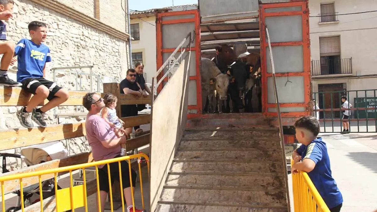 San Juan en Cortes -Trashumancia y vacas- 23-6-25 (19)