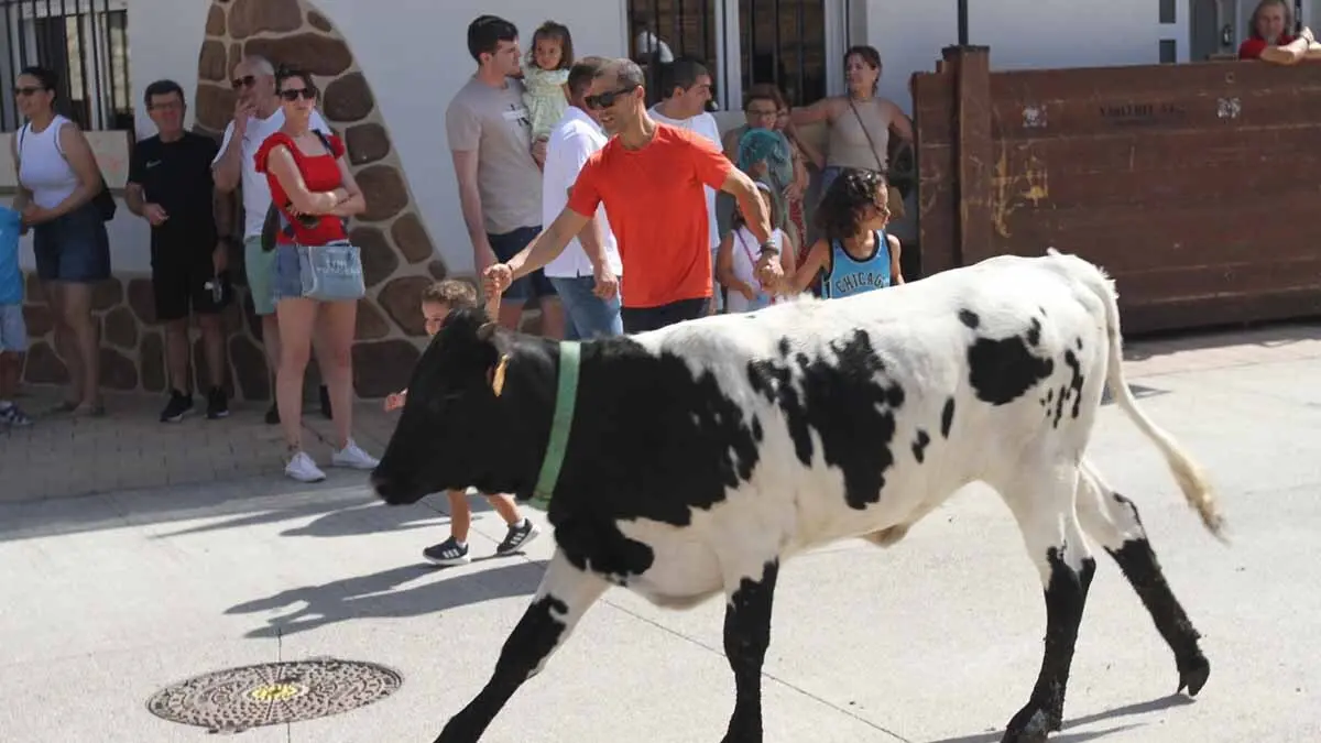 San Juan en Cortes -Trashumancia y vacas- 23-6-25 (24)