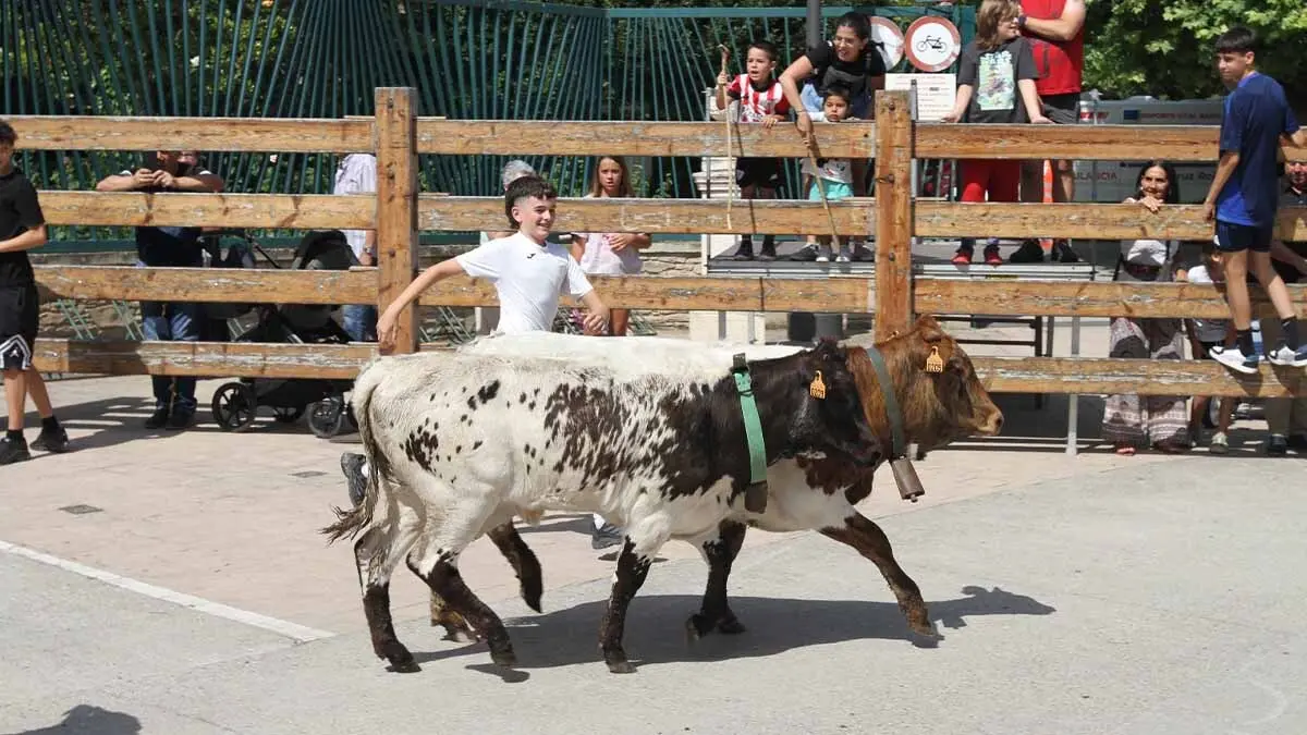 San Juan en Cortes -Trashumancia y vacas- 23-6-25 (34)