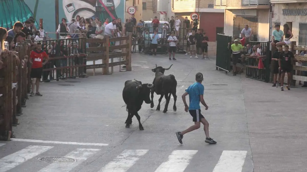 Almuerzo, vacas y toricos simulados en las Juventudes de Cortes 2025 (18)