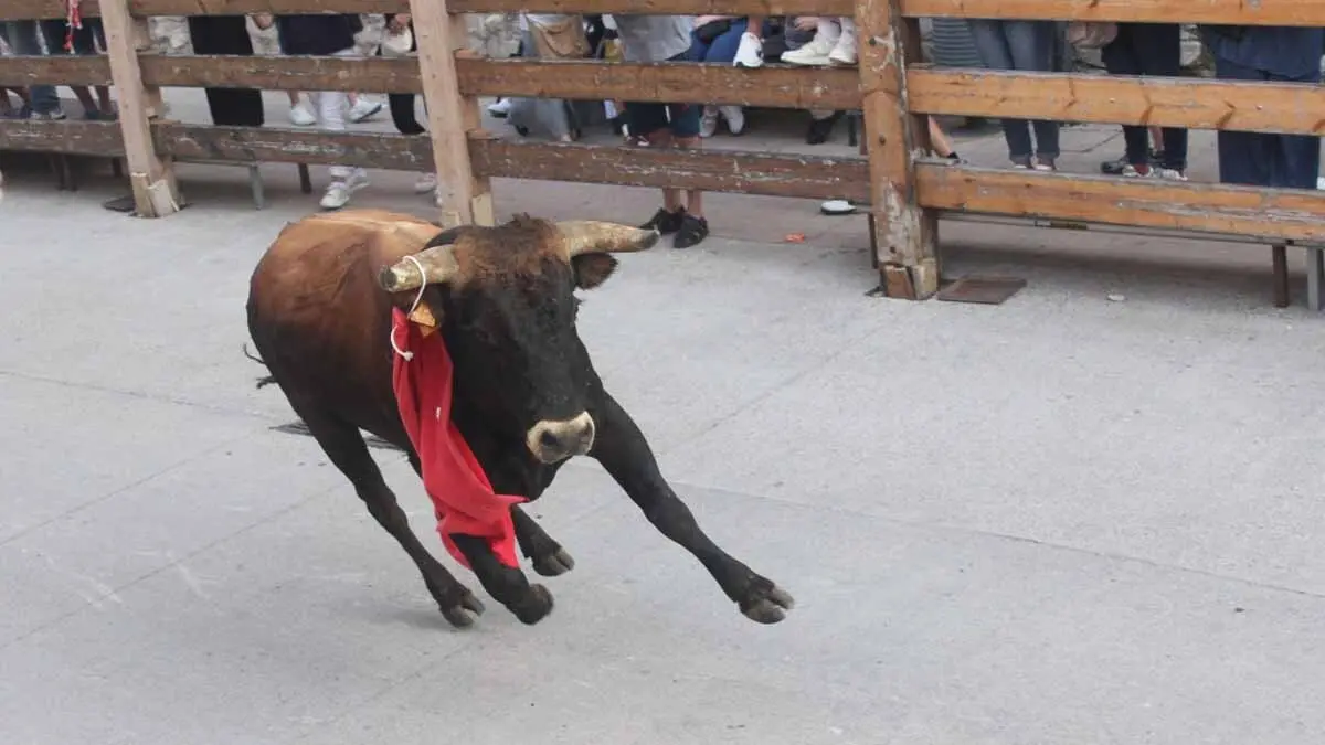 Almuerzo, vacas y toricos simulados en las Juventudes de Cortes 2025 (23)