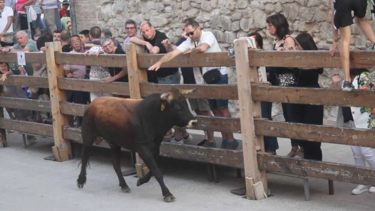 Almuerzo, vacas y toricos simulados en las Juventudes de Cortes 2025 (26)