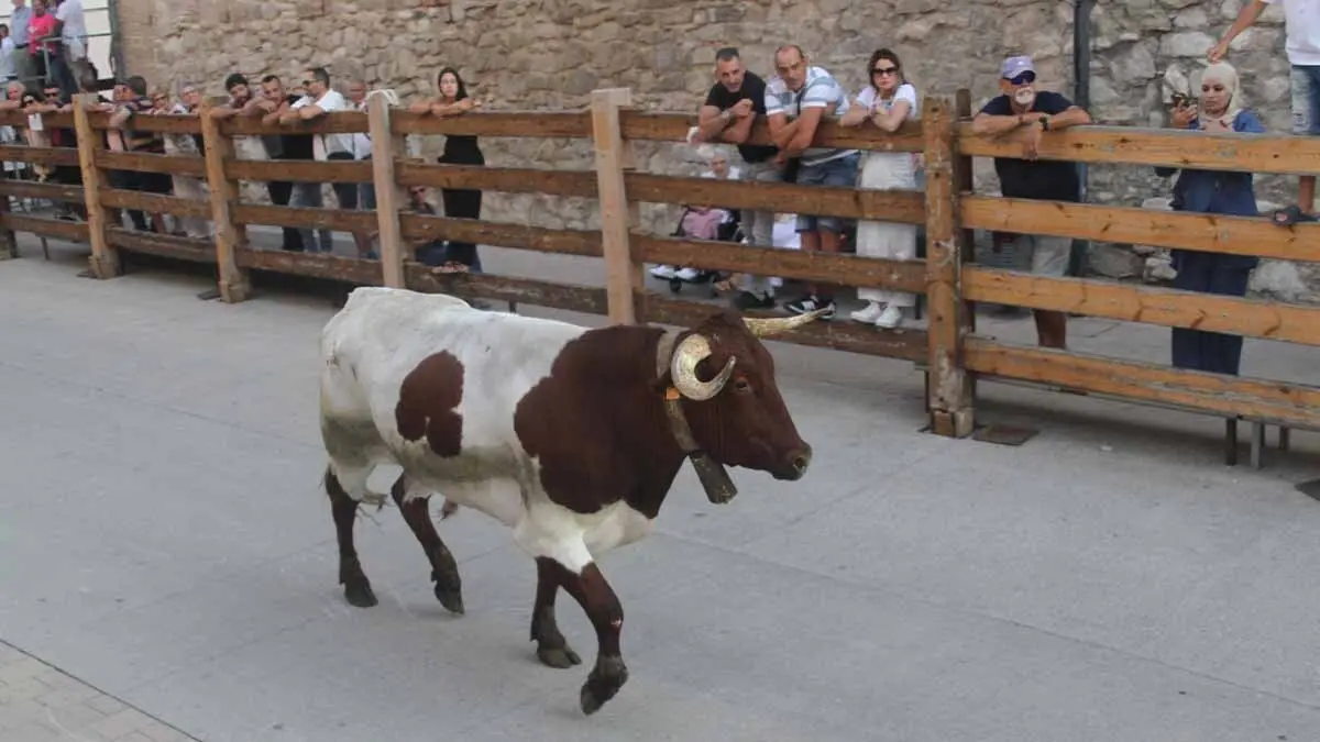 Almuerzo, vacas y toricos simulados en las Juventudes de Cortes 2025 (29)