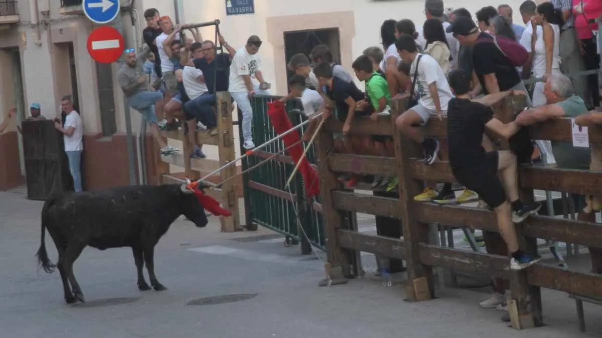 Almuerzo, vacas y toricos simulados en las Juventudes de Cortes 2025 (31)
