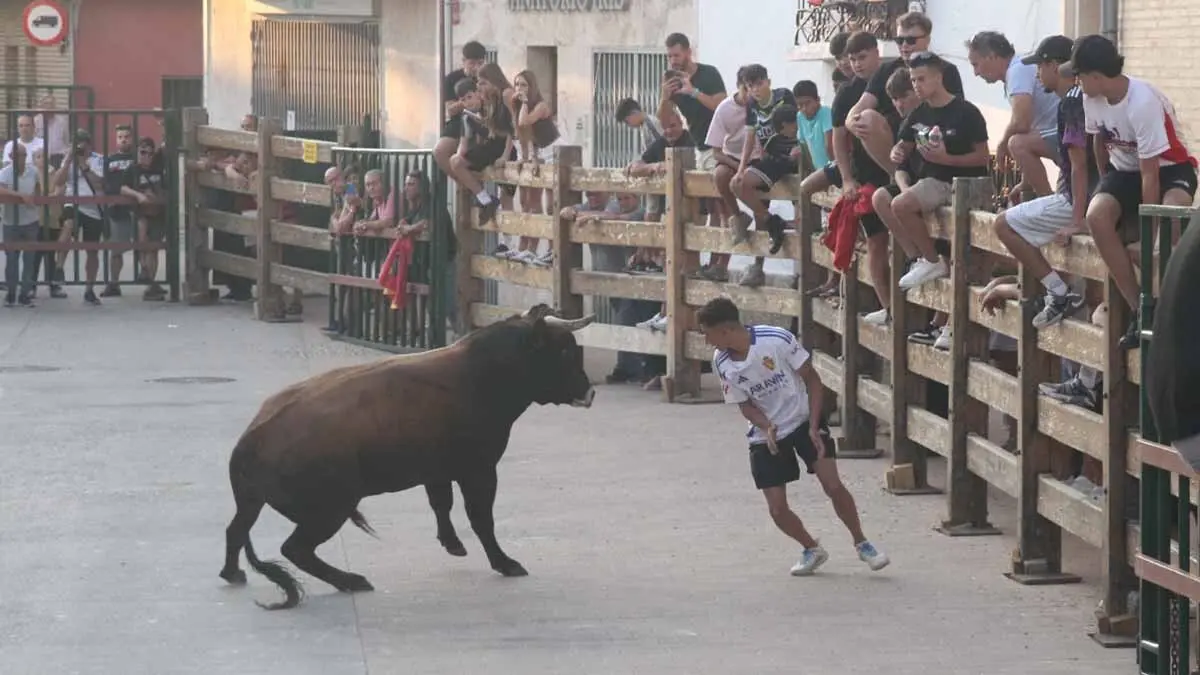Almuerzo, vacas y toricos simulados en las Juventudes de Cortes 2025 (35)