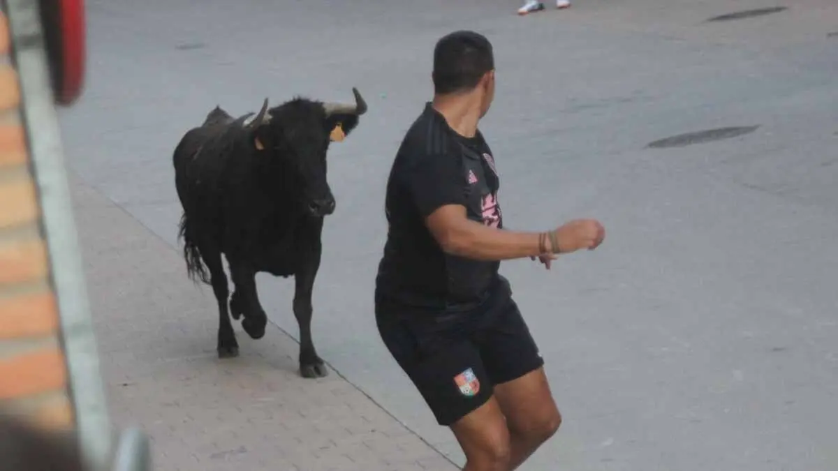 Almuerzo, vacas y toricos simulados en las Juventudes de Cortes 2025 (41)