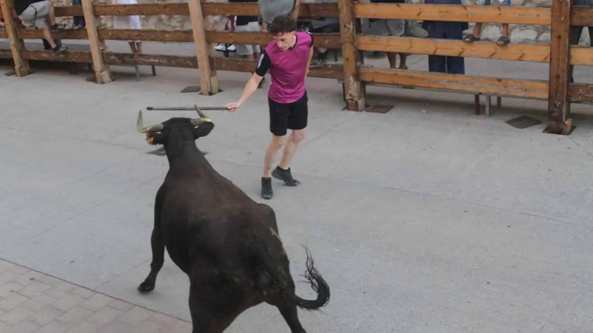 Almuerzo, vacas y toricos simulados en las Juventudes de Cortes 2025 (43)