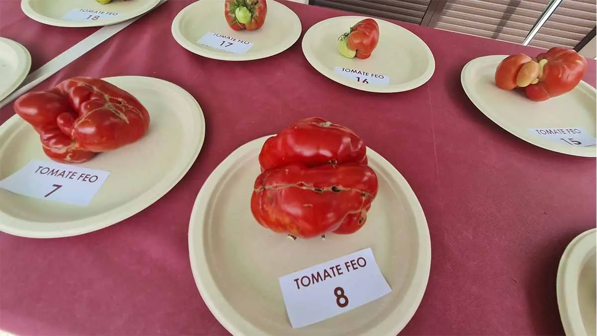 Fotos Día del Tomate de Cadreita 2025 (48)