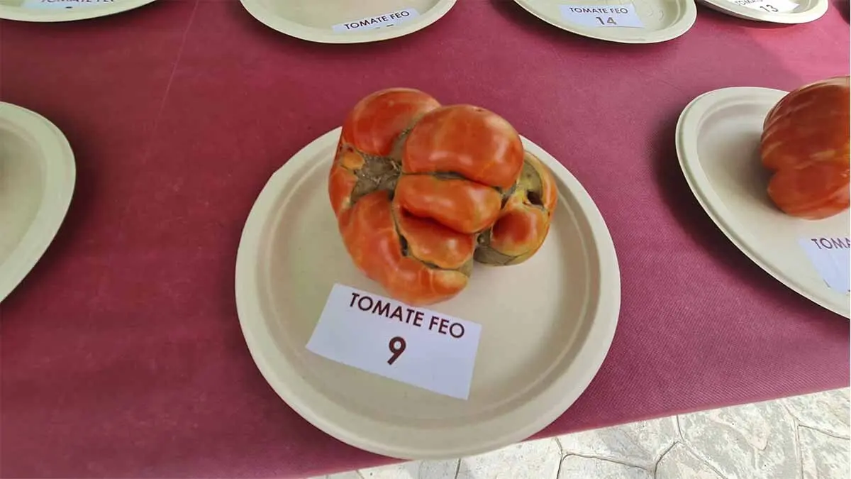 Fotos Día del Tomate de Cadreita 2025 (49)