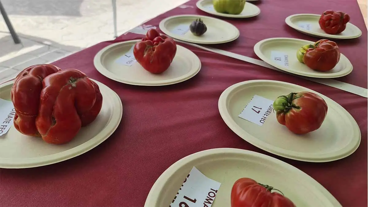 Fotos Día del Tomate de Cadreita 2025 (50)