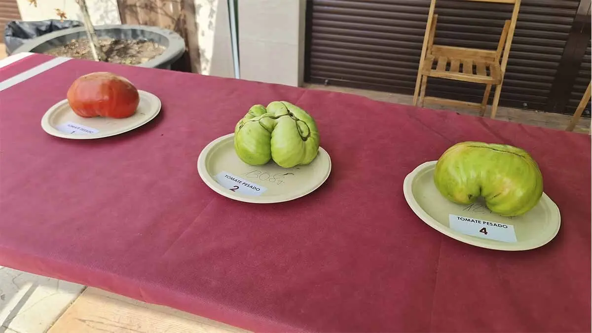 Fotos Día del Tomate de Cadreita 2025 (51)