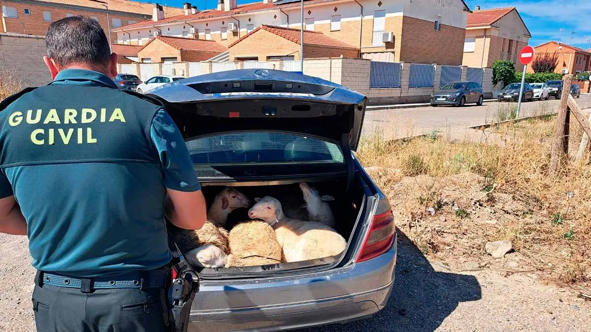corderos en el interior de un turismo en castejón