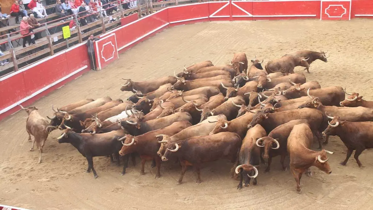 Fotos Fiestas de Cortes 2025. Sábado 4 y Domingo 5 de octubre (3)