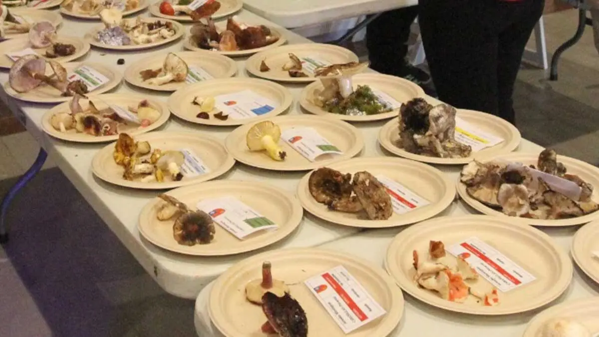 Jornadas Micrológicas 2025 Cabanillas (1)