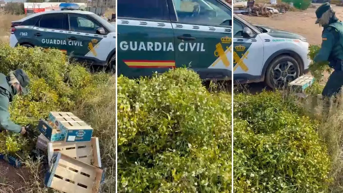 Recolección masiva de muérdago en Corella. Foto Guradia Civil de Navarra