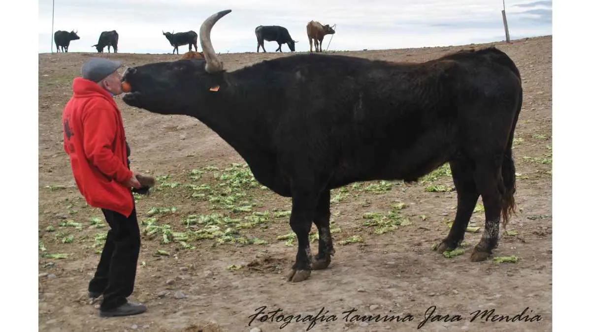 Jos&eacute; Luis Pejenaute y el toro Capit&aacute;n