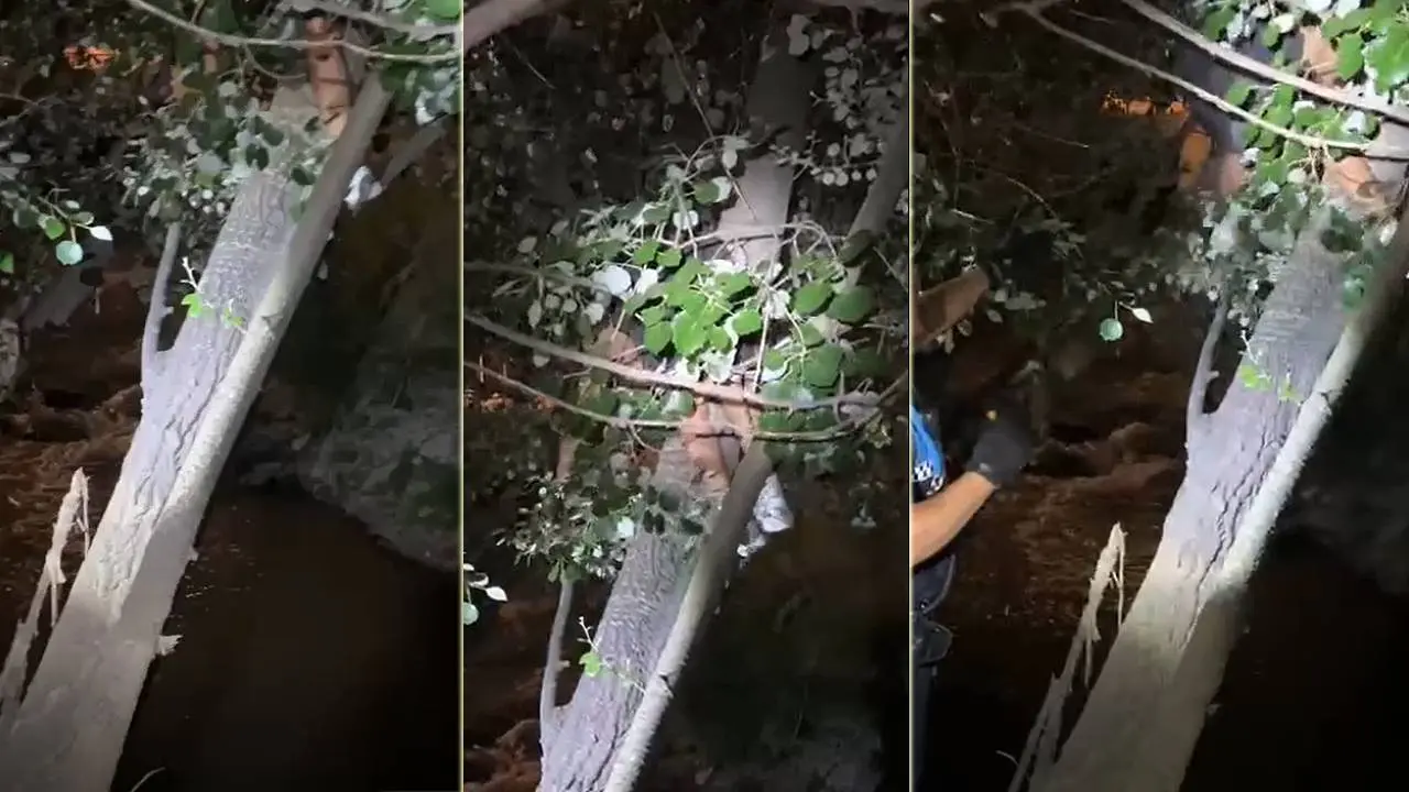 Rescate de un joven subido a un &aacute;rbol junto al r&iacute;o Queiles. Polic&iacute;a Local de Tudela