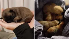 Cachorros tirados a un contenedor en Cortes