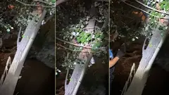 Rescate de un joven subido a un &aacute;rbol junto al r&iacute;o Queiles. Polic&iacute;a Local de Tudela
