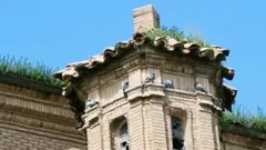 Palomas en Tudela