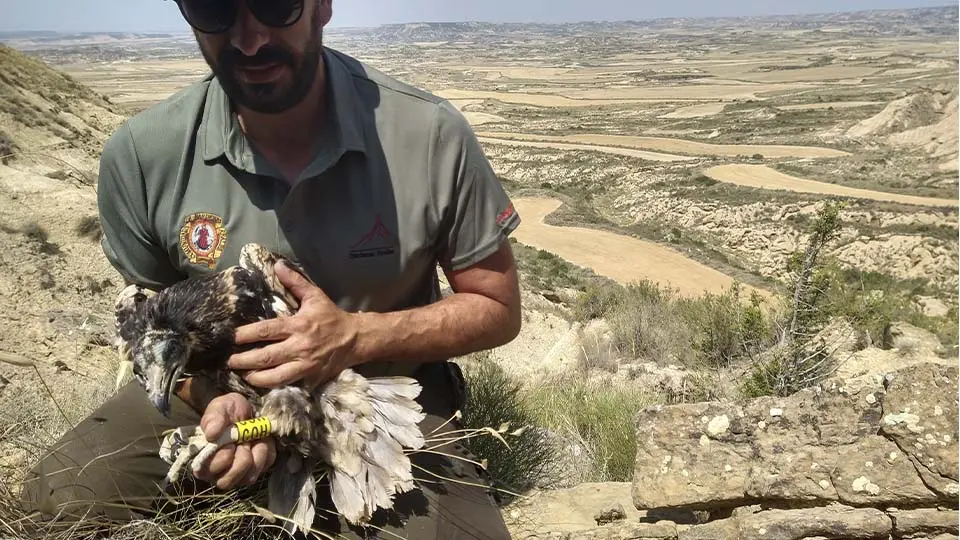 Anillamiento de alimoches en Bardenas Reales