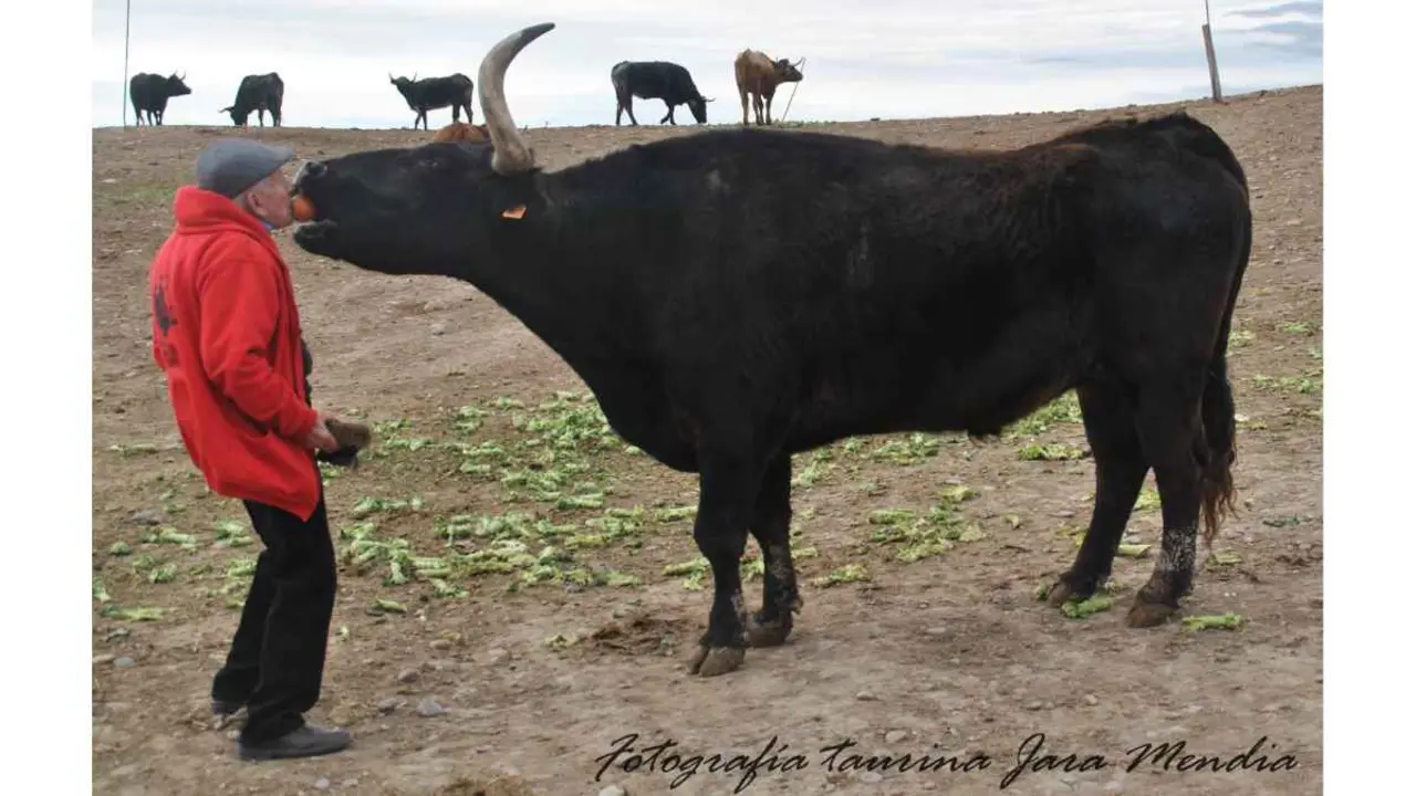 Jos&eacute; Luis Pejenaute y el toro Capit&aacute;n