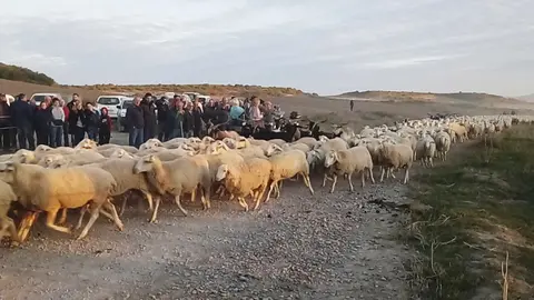 Trashumancia 2017 - El Paso -Bardenas