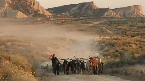 Trashumancia en Bardenas Reales de Navarra