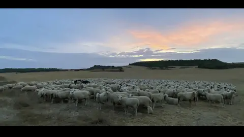 Trashumancia en Bardenas 18 Septiembre 2020