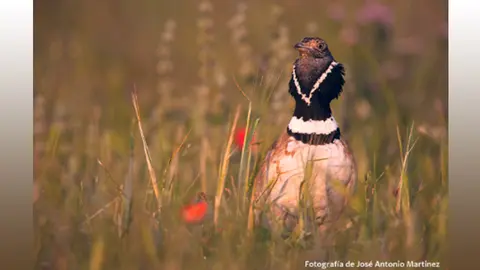 charla estepas ibericas