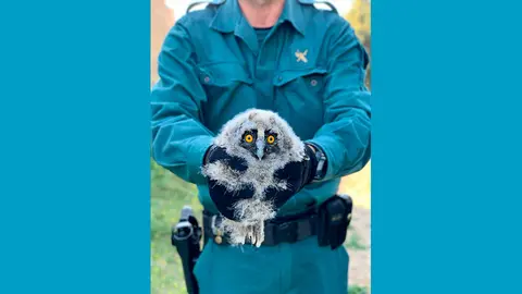 ribaforada buho chico