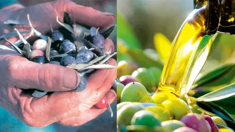 cofradia aceite oliva