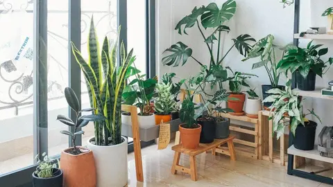  Cuidados básicos para tener plantas de interior muchos años 