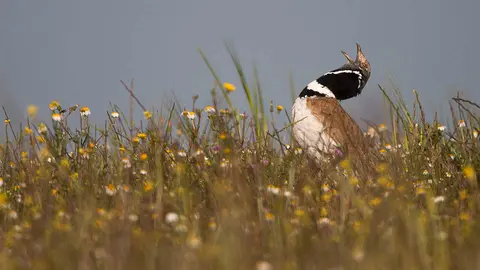 ecologistas en accion sison