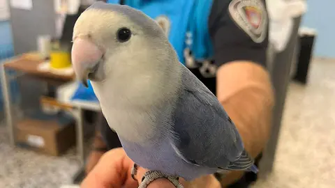 periquito extraviado