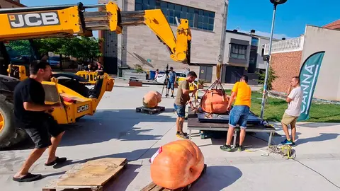 Concurso Internacional de Calabazas Gigantes de Valtierra  (11)