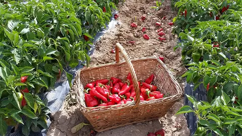 pimiento del piquillo variedad sincap