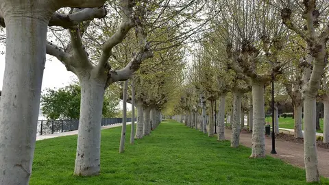 Paseo del Prado de Tudela (6)