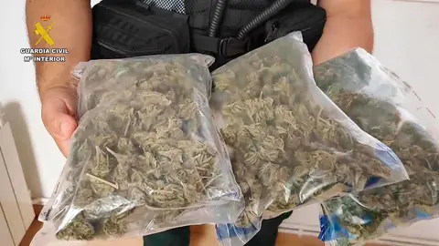 Marihuana incautada por la Guardia Civil en las Fiestas de Alfaro
