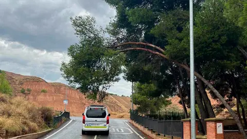 árbol a punto de caer a la calzada en la ermita del Cristo