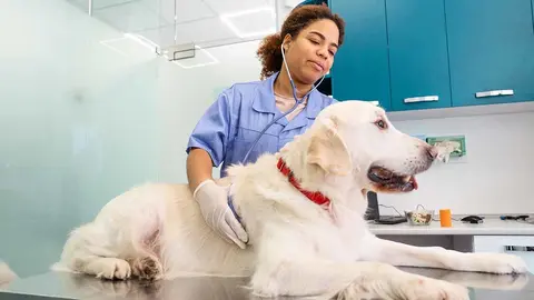 perro atendido en el veterinario