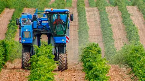 Vendimia en Navarra