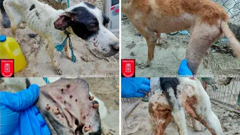 perrera en malas condiciones higiénico-sanitarias