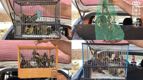 Aves decomisadas cuya venta está prohibida