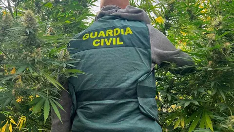 guardia civil plantación marihuana caparroso