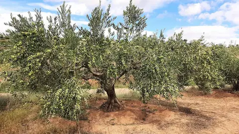 campo de olivos