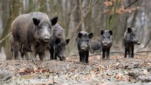 familia de jabalíes