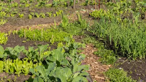 huertos sociales tudela