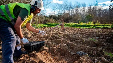 plantación en el soto de alfaro