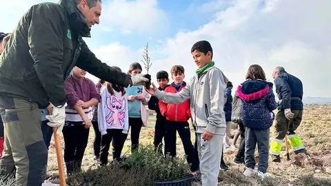 reforestación dehesa tarazona (1). Foto: Ayuntamiento de Tarazona